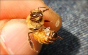 蜜蝋を分泌するミツバチ
